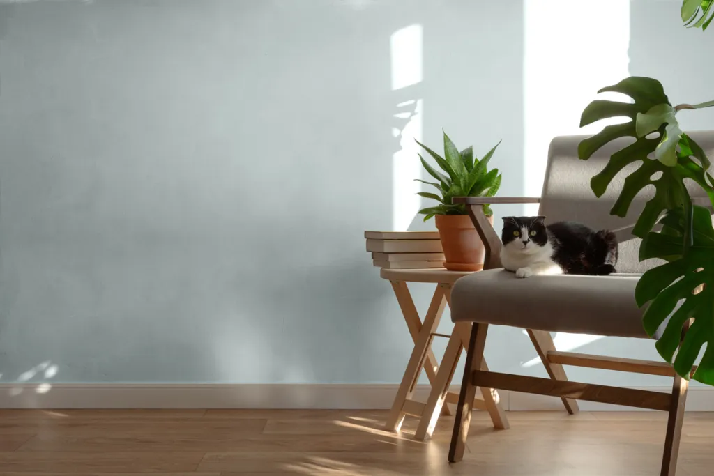 limewash kalkfarbe peinture chaux sage 1